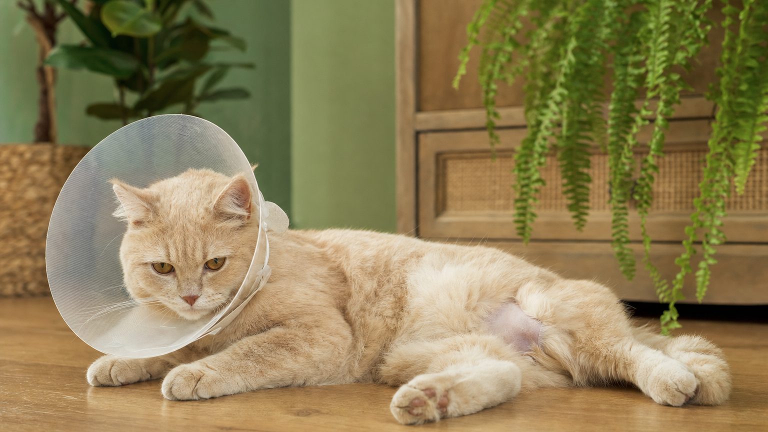 Chat allongé avec une collerette de convalescence quelques jours après sa castration